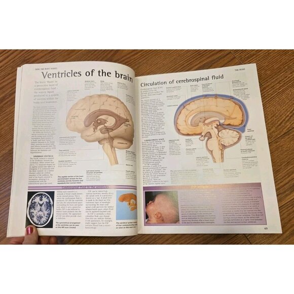 The Human Body An Essential Guide To How The Body Works By Dr.‎ Peter Abrahams - Picture 6 of 9
